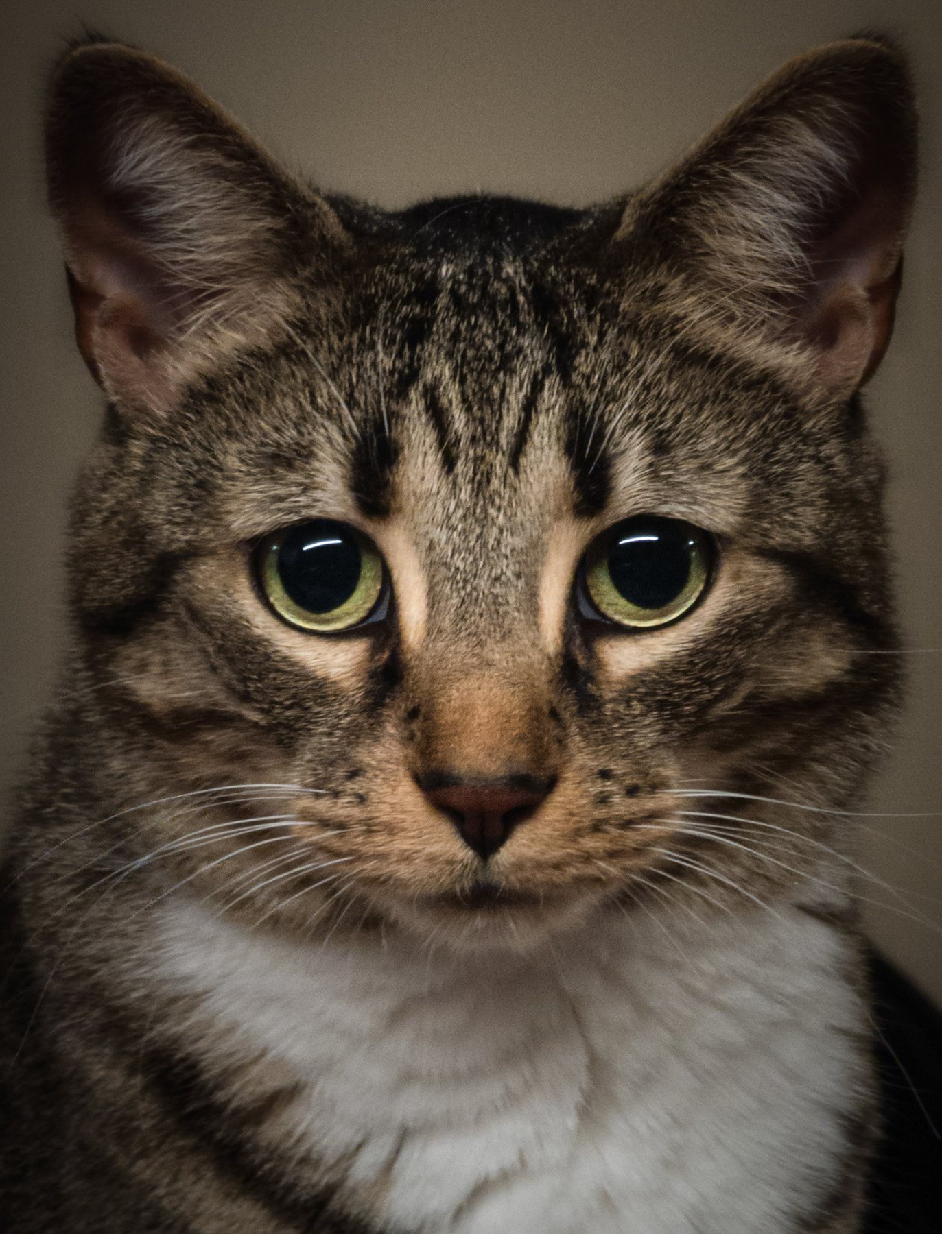 Moose, a brown tabby with a white bib and green-gold eyes, looking straight into the camera