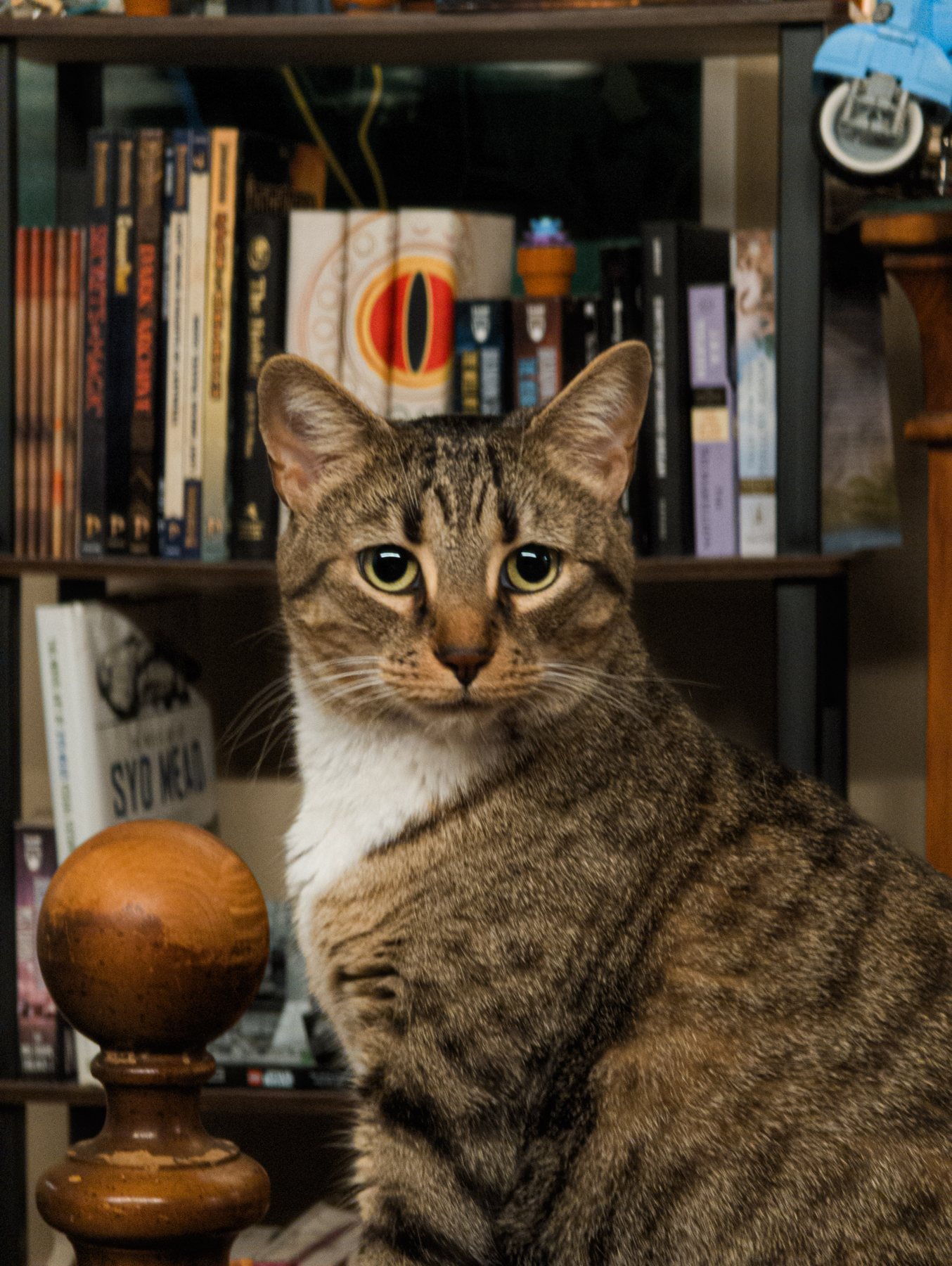 Moose sitting beside a wooden newel post in front of a bookshelf