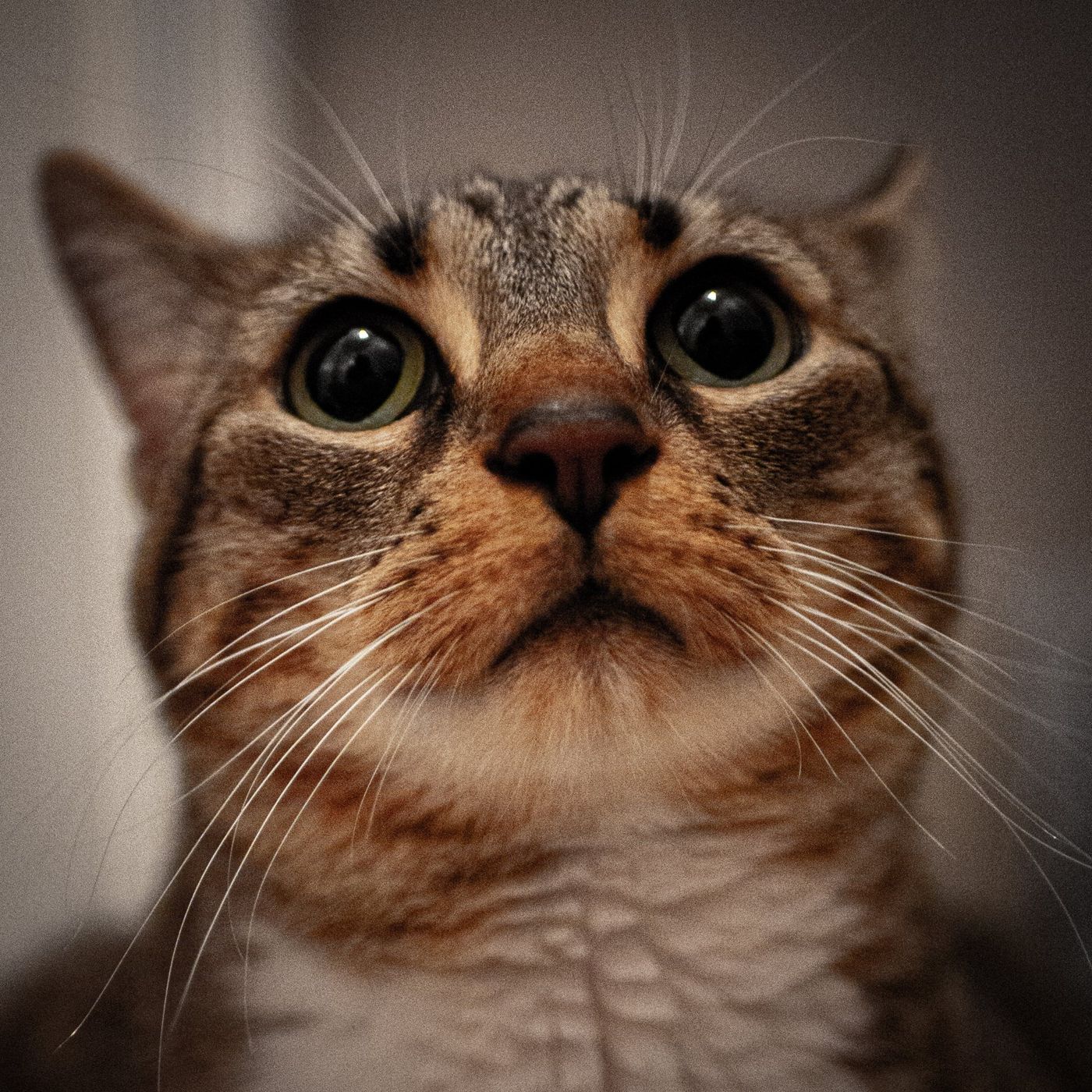Close-up of Moose looking up at the camera with wide pupils