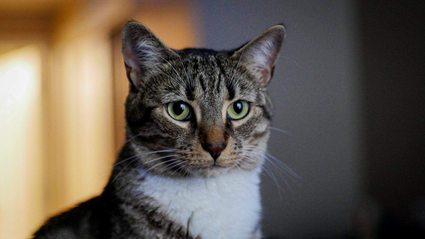 Moose posing in warm window light with a soft-focus background